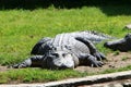 Crocodiles live by the river in the nursery