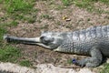 Crocodiles live by the river in the nursery