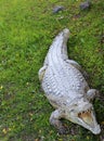 Crocodiles live by the river in the nursery