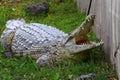 Crocodiles live by the river in the nursery