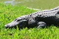 Crocodiles live by the river in the nursery