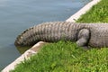 Crocodiles live by the river in the nursery