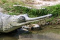 Crocodiles live by the river in the nursery