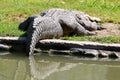 Crocodiles live by the river in the nursery