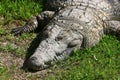 Crocodiles live by the river in the nursery