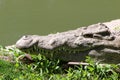 Crocodiles live by the river in the nursery