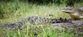 Crocodiles in a National Park in Africa