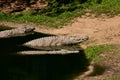 Crocodiles Royalty Free Stock Photo