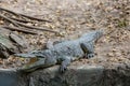 Crocodiles with open jaws. The relax of mugger crocodile. Crocodiles Resting at Crocodile Farm Royalty Free Stock Photo