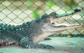 Crocodiles Open your mouth Royalty Free Stock Photo