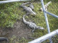 crocodiles in a park behing the cage