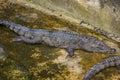 Crocodiles in the pool on a crocodile farm Royalty Free Stock Photo