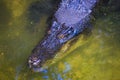 Crocodiles in the pool on a crocodile farm Royalty Free Stock Photo