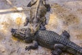 Crocodiles in the pool on a crocodile farm Royalty Free Stock Photo