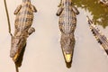 Crocodiles in pool outdoor photo Royalty Free Stock Photo