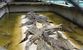 Crocodiles in the pool Royalty Free Stock Photo