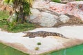 Crocodiles Resting at Crocodile Farm.