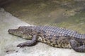 Crocodiles Resting at Crocodile Farm.