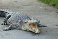 Crocodiles Resting at Crocodile Farm