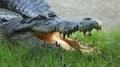 Crocodiles Resting at Crocodile Farm