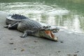 Crocodiles Resting at Crocodile Farm