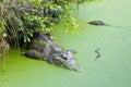 Crocodiles resting near river