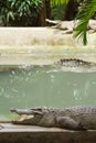 Crocodiles resting in the sun Royalty Free Stock Photo