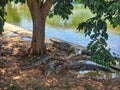 Crocodiles resting under a tree by the water, creating a calm and natural scene. Royalty Free Stock Photo