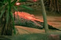 Crocodiles resting under ultra violet lamps