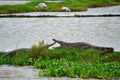 Crocodiles in the rice fields, Sri Lanka