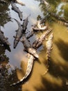 Crocodiles river. Vietnam. Exotic animals. Mekong Delta, Kantho.