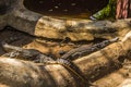 Crocodiles sitting in an enclosure in Chennai