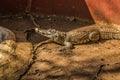 Crocodiles sitting in an enclosure in Chennai