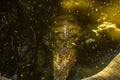 Crocodiles sitting in an enclosure in Chennai