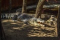 Crocodiles sitting in an enclosure in Chennai