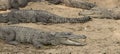 Crocodiles sleeping on the ground Royalty Free Stock Photo