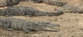 Crocodiles sleeping on the ground