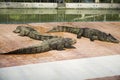 Crocodiles sleeping and resting in the park of Bueng Boraphet pu Royalty Free Stock Photo