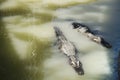 Crocodiles sleeping and resting in the park of Bueng Boraphet pu Royalty Free Stock Photo