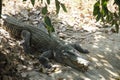 Crocodiles sleeping and resting in the park of Bueng Boraphet pu Royalty Free Stock Photo