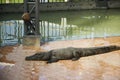 Crocodiles sleeping and resting in the park of Bueng Boraphet pu Royalty Free Stock Photo