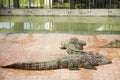 Crocodiles sleeping and resting in the park of Bueng Boraphet pu Royalty Free Stock Photo