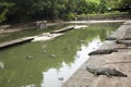 Crocodiles sleeping and resting and swimming in pool at the park in Nakhon Phatom, Thailand