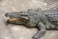 Crocodiles sleeping and resting and swimming in pool at the park in Nakhon Phatom, Thailand