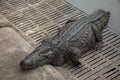 Crocodiles sleeping and resting and swimming in pool at the park in Nakhon Phatom, Thailand