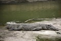 Crocodiles sleeping and resting and swimming in pool at the park in Nakhon Phatom, Thailand