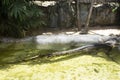 Crocodiles sleeping and resting and swimming in water pond and cage at public park in Bangkok, Thailand