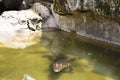 Crocodiles sleeping and resting and swimming in water pond and cage at public park in Bangkok, Thailand