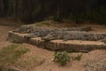 Crocodiles sleeping in a zoo Royalty Free Stock Photo