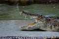 Crocodiles subfamily Crocodylinae or true crocodiles are large semiaquatic